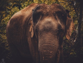 The Asian elephant appears in various religious traditions and mythologies. They are treated positively and are sometimes revered as deities, often symbolising strength and wisdom