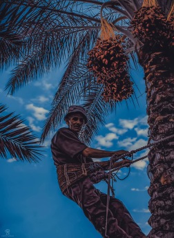 Palm trees and the dates are generally Libyan symbols that are stuck to the culture geographically and historically; climbing the palm trees with “Guffa” a hand-made bag of palm tree’s leaves to collect the ripe dates at the end of the summer is a typical Libyan scene.